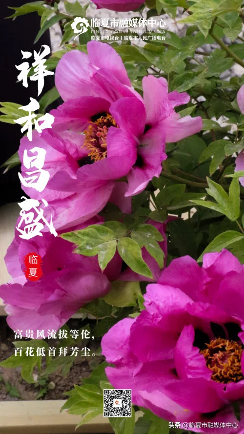 "惟有牡丹真国色,花开时节动京城.