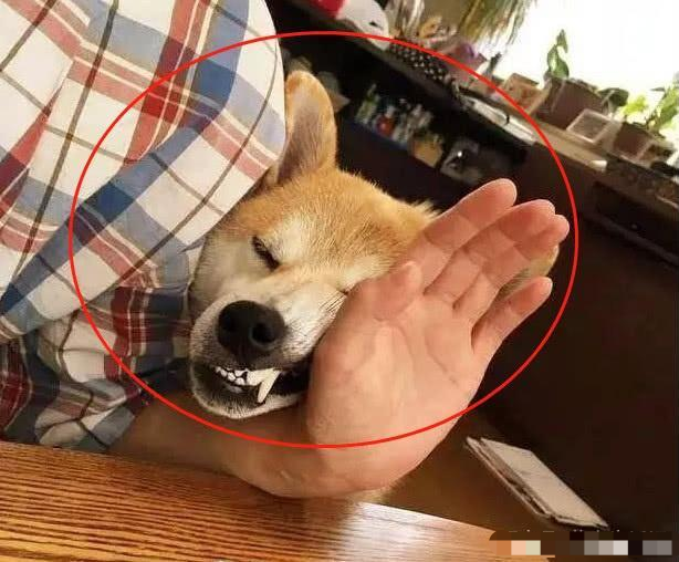 "养柴犬还不如养二哈呢"就是不喜欢这日本狗啊,贼几把爱折腾"不要