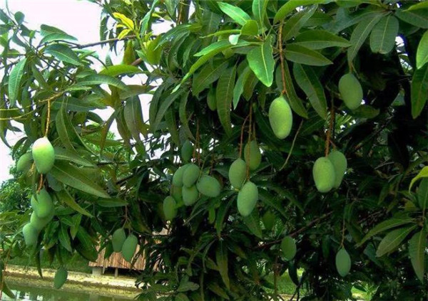 马路边上的芒果树大丰收,年年都被路人游客偷摘,提醒您尽量别吃