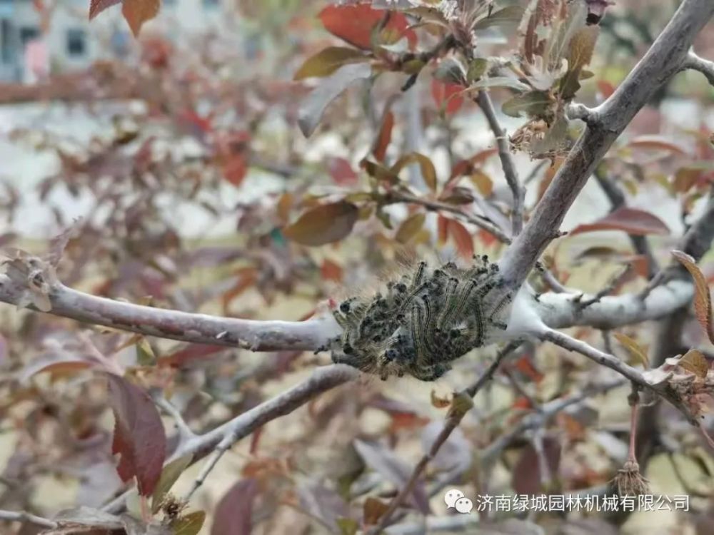 食叶类害虫来袭5月份食叶害虫防治技术