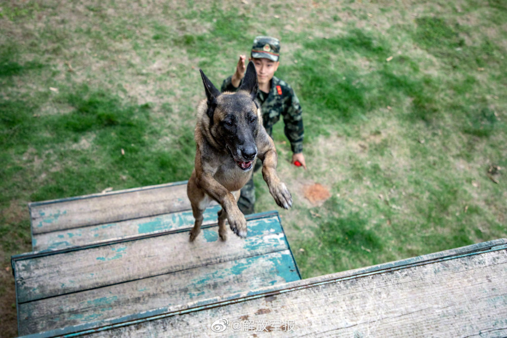 军犬的训练日常就是这么酷