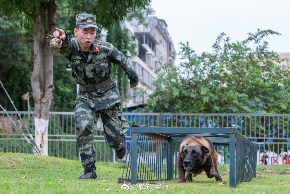 军犬的训练日常就是这么酷