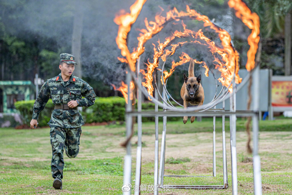 军犬的训练日常就是这么酷