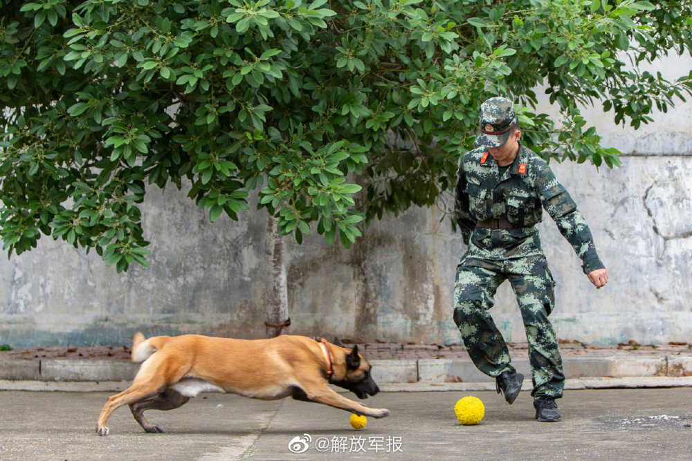 把军人训练成狗图片