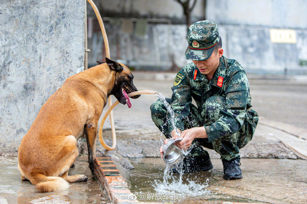 军犬台湾2019图片