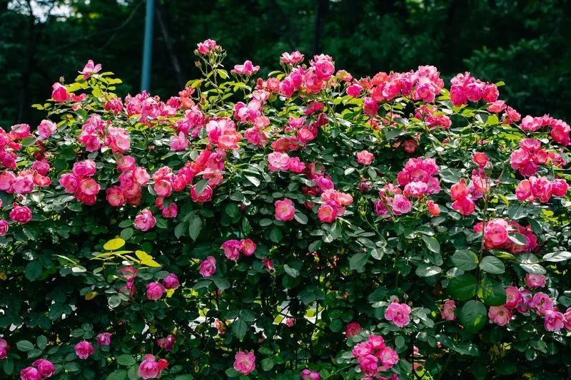 十万月季花惊艳绽放!伍家岗邀您来打卡