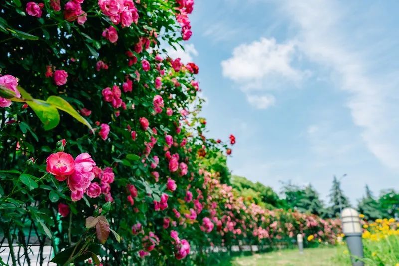 原伍家高速收费站匝道月季花兴发广场绿化带月季花篱胜利三路花园式