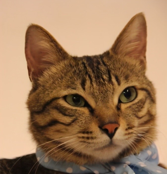 可爱的猫耳你会画吗 二次元猫耳绘画教程 腾讯新闻