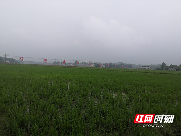 红网时刻益阳5月13日讯(通讯员 文庆明)5月12日,走进桃江县马迹塘镇九