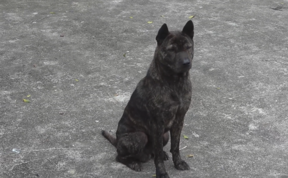 广西:村子里唯一的虎斑犬,小伙想买大娘不卖,大娘