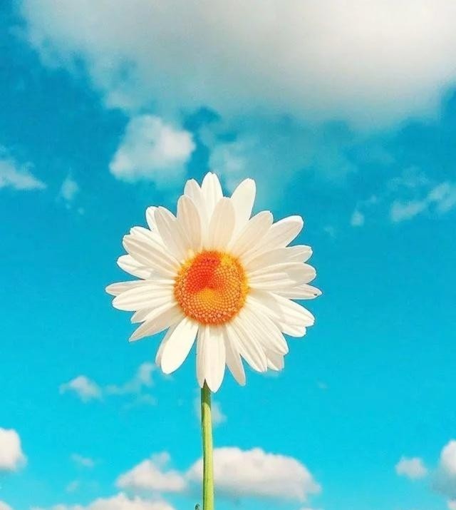 发朋友圈晒花的说说(发朋友圈晒花的说说 朋友圈晒花配文字)
