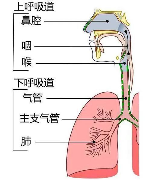 常吃火鍋的重慶人會引來食管癌