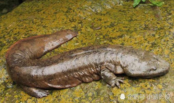 秦始皇与 人鱼 为何史载出现了 人鱼膏 全网搜