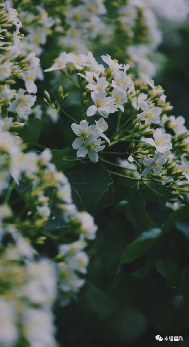 福鼎县志均有记载:"清嘉庆十一年(1806年)的《福鼎县志》说:桐山,平坡