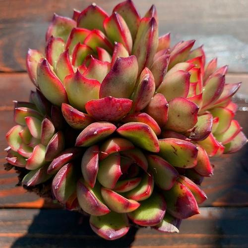 此款多肉易群生,叶片饱满带红边,养成漂亮手捧花