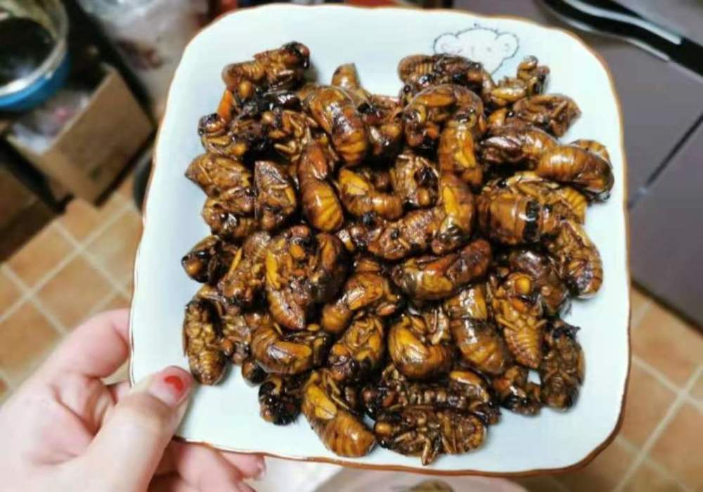 预警约300亿只蝉蛰伏17年将席卷美国东部