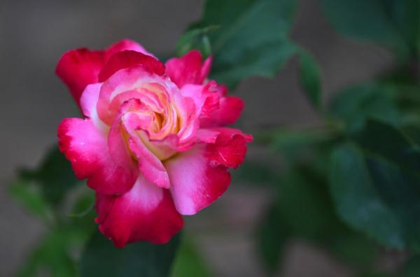 月季花开 飘香南阳|南阳月季博览园|月季花|南阳|河南省南阳市