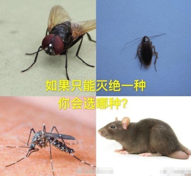 搞笑趣图:苍蝇,蟑螂,蚊子,老鼠,如果只能灭绝一种,你选择哪一个?