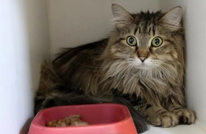 宠物食品排行_2021宠物食品排行榜的夺冠背后,何为麦富迪制胜关键