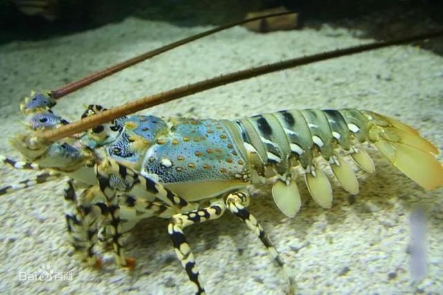 坦桑尼亚锦绣龙虾花龙