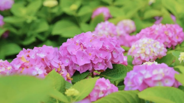 繡球花即將迎來盛花期,來公園打卡夏日限定花海吧!