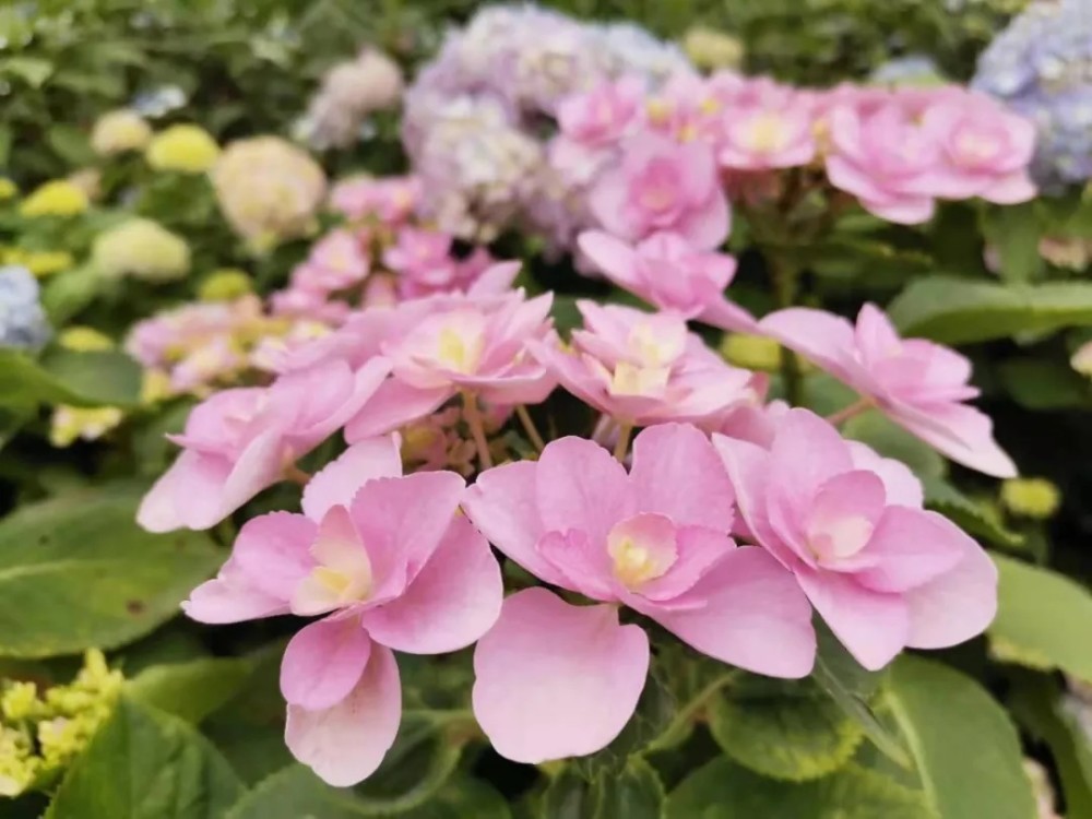 绣球花即将迎来盛花期来公园打卡夏日限定花海吧