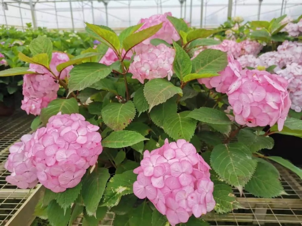 繡球花即將迎來盛花期,來公園打卡夏日限定花海吧!