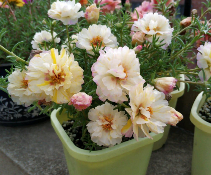 到了5,6月,越贱养,这3款"懒人花"长得越疯