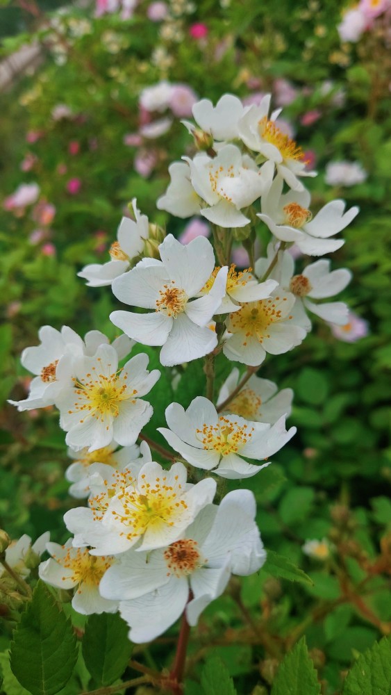 漫時光花徑香