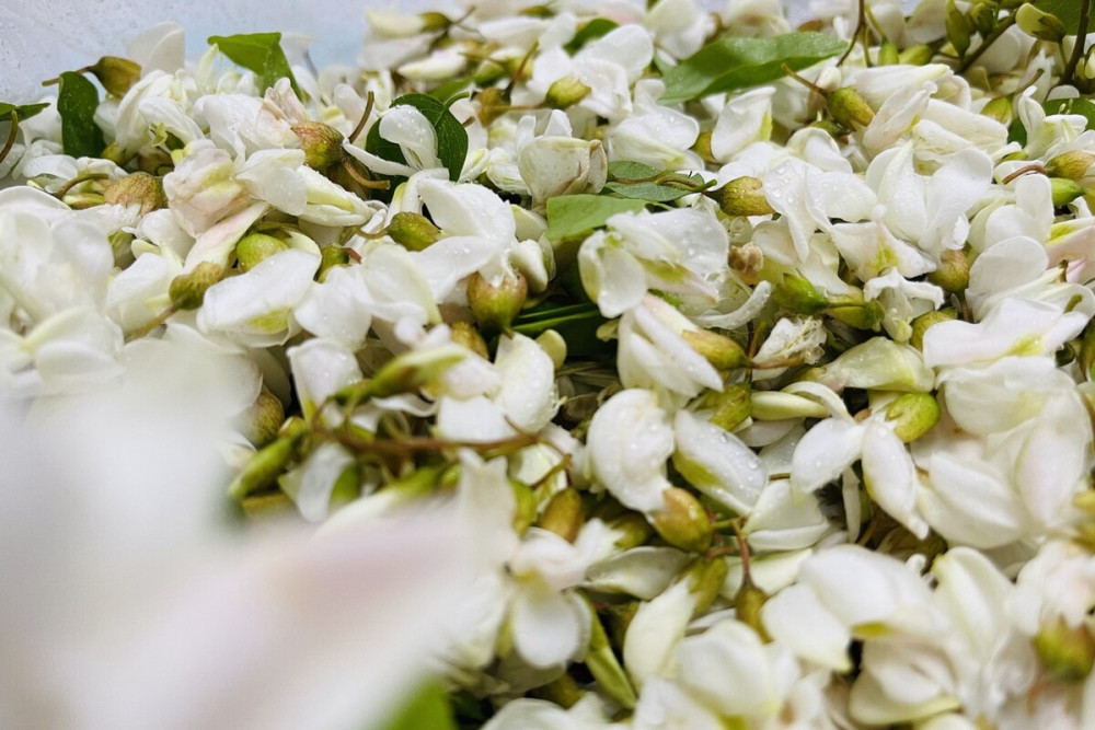 又到了吃槐花的季节,教你2个保存技巧,一年四季都能吃到鲜槐花