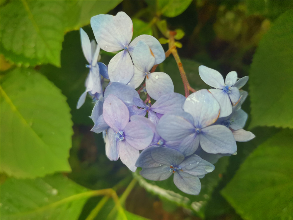 美丽吉安 绣球花开迎初夏 腾讯新闻