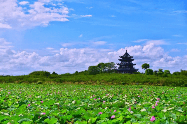 爱莲君简介图片