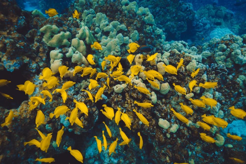研究称珊瑚会 说话 它作为需要保护的海洋雨林居然不是植物 腾讯新闻