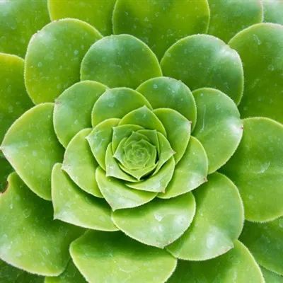 头像|绿色护眼头像