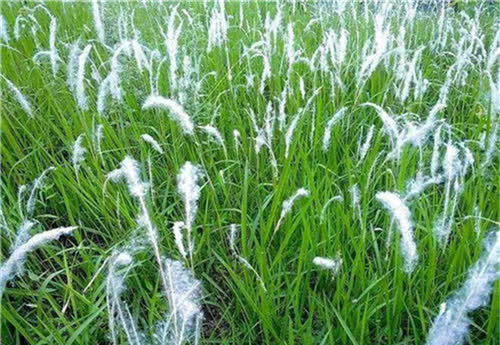 45年前,他因太饿无意吃了把草,后34年吃了40吨,妻女也离他而去