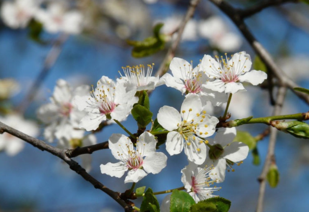 5月下旬 夜月一帘幽梦 春风十里柔情 月舞神辉 唯堪共语 腾讯新闻