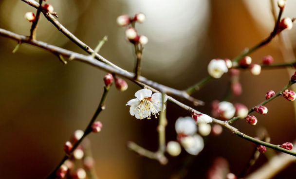 5月下旬 夜月一帘幽梦 春风十里柔情 月舞神辉 唯堪共语 腾讯新闻