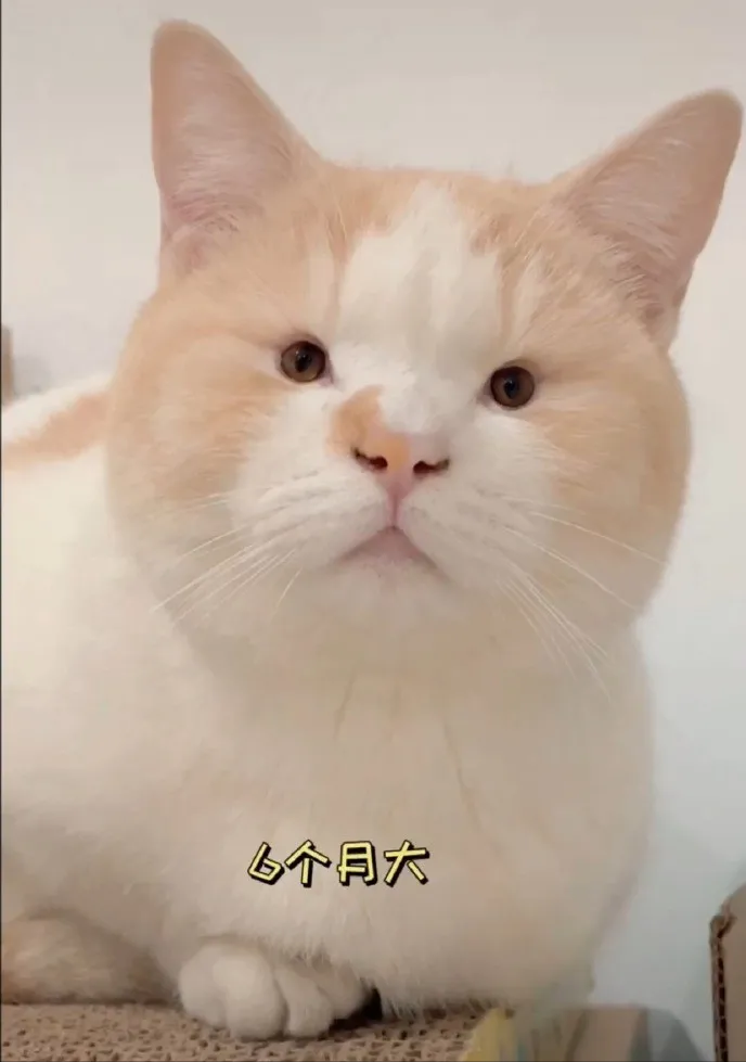 猫猫长相太奇特是什么体验?6个月的变化你们感受下