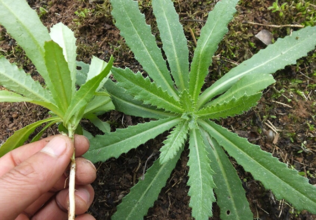 关于刺菜,可能城里的人见的不多,觉得比较稀奇,但对于从小在农村长大