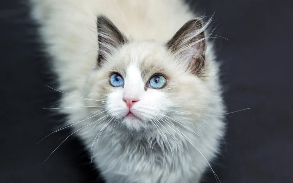 被誉为猫中仙女的布偶猫,其实是大傻子?智商为-10000.