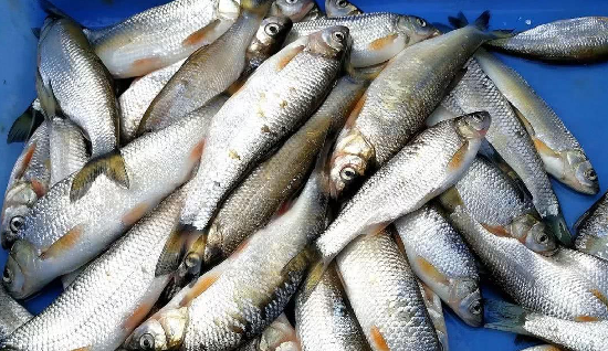 知明律说|卖鱼代理人途中突发疾病,关键时机他将如何抉择?