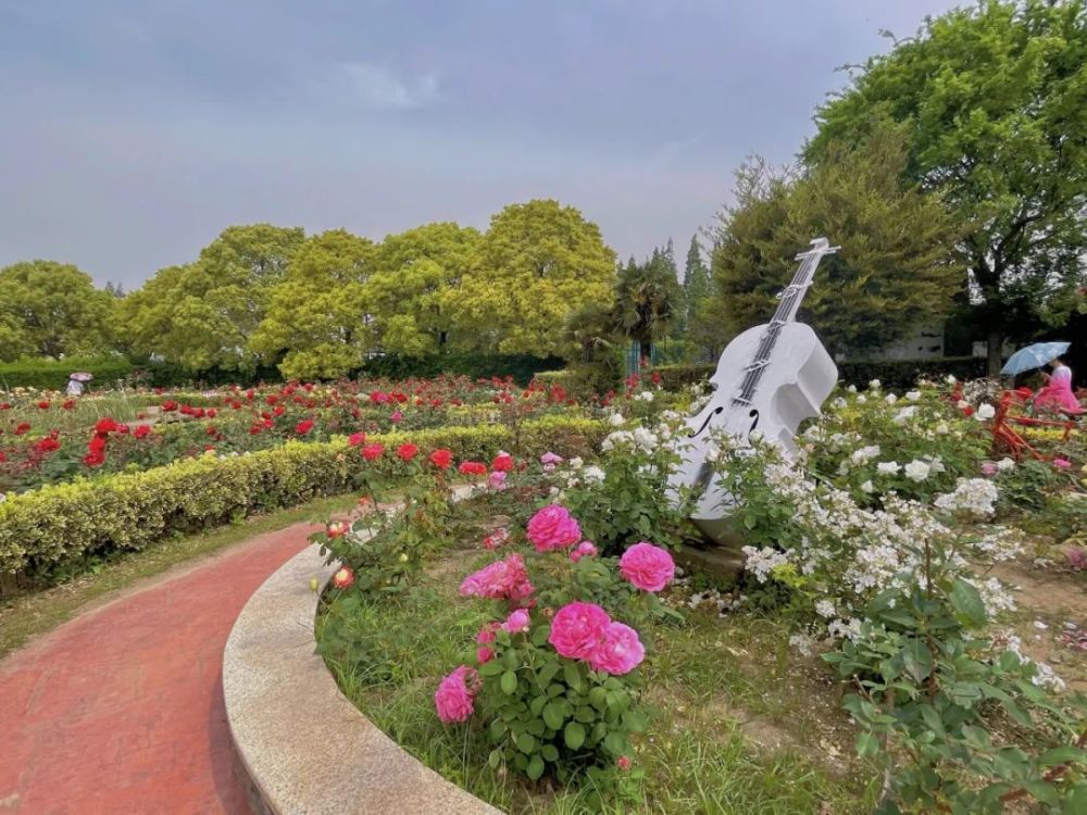 上海崇明玫瑰花海惊艳来袭!