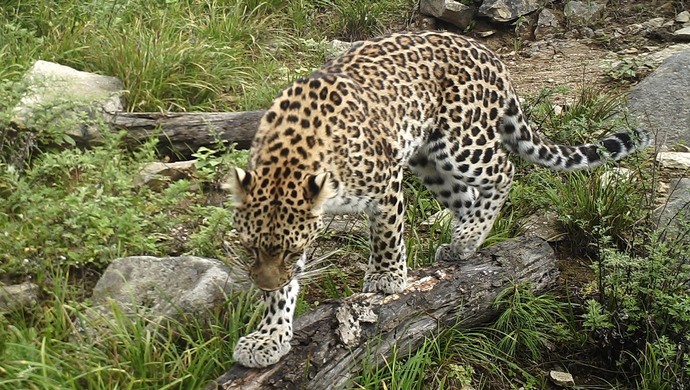 杭州野生動物世界金錢豹外逃事件雖已過去多日,但