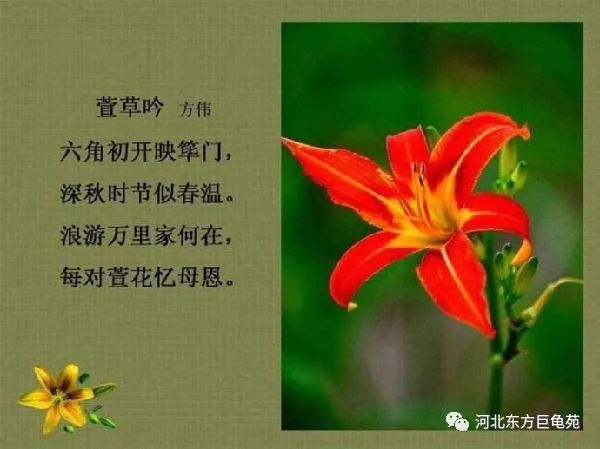 游子诗【作者】孟郊萱草生堂阶,游子行天涯.慈亲倚堂门,不见萱草花.