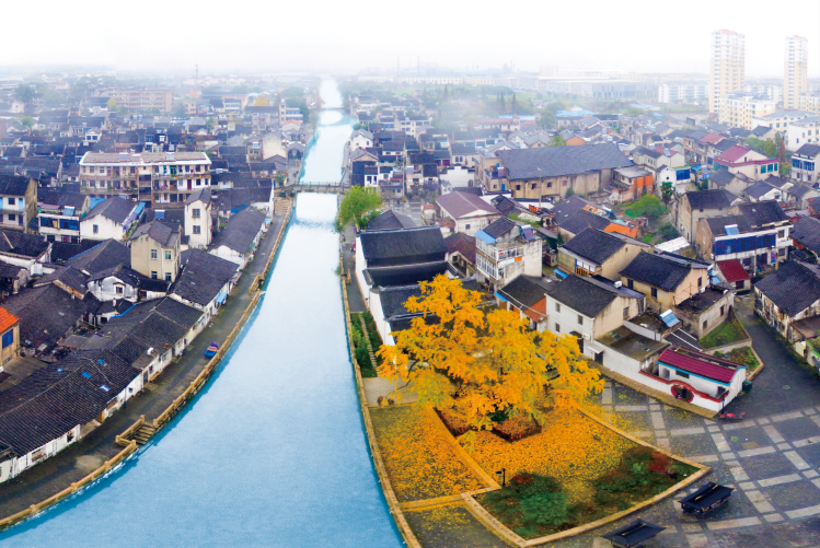 图片授权来源:宜兴市周铁镇人民政府古树虽然经历千年风霜,但依然生机