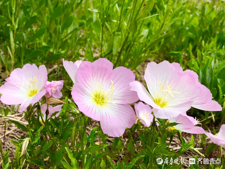 花开齐鲁 初夏五月 满目缤纷 济南佛慧山花开惹人醉 腾讯新闻