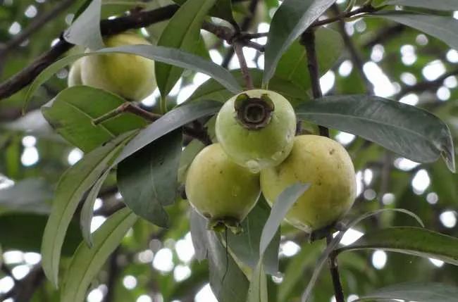 如果真的很想吃水果,一定要到超市,水果店购买可食用的水果.