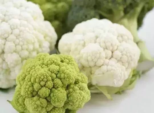 春季种植松花菜首防 早花 腾讯新闻