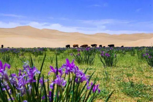 身临其境的人们,陶醉在"紫色花海"中,看那千里草原,一片片的马兰花,似