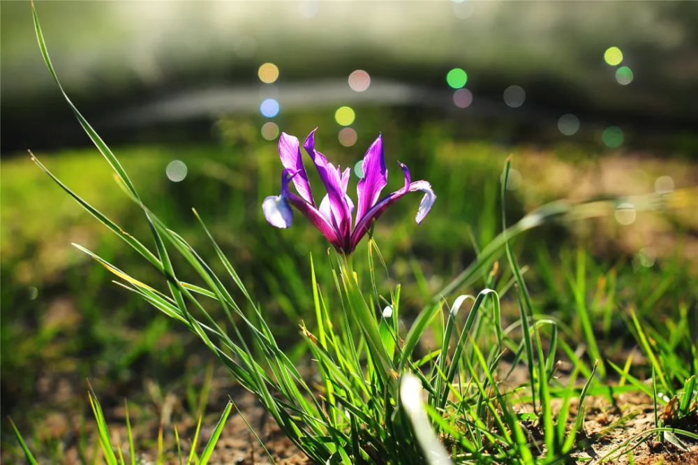 倾听内蒙古乌审旗马兰花开等你来